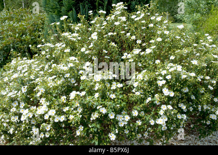 Vinca Periwinkle Major `Variegata` Stock Photo